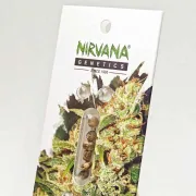 Nirvana Master Kush – Nirvana Seeds – Feminizowane