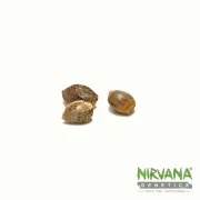 Nirvana Master Kush – Nirvana Seeds – Feminizowane