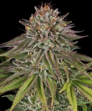 Critical Kush