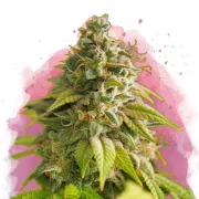 Papaya – Nirvana Seeds – Feminizowane