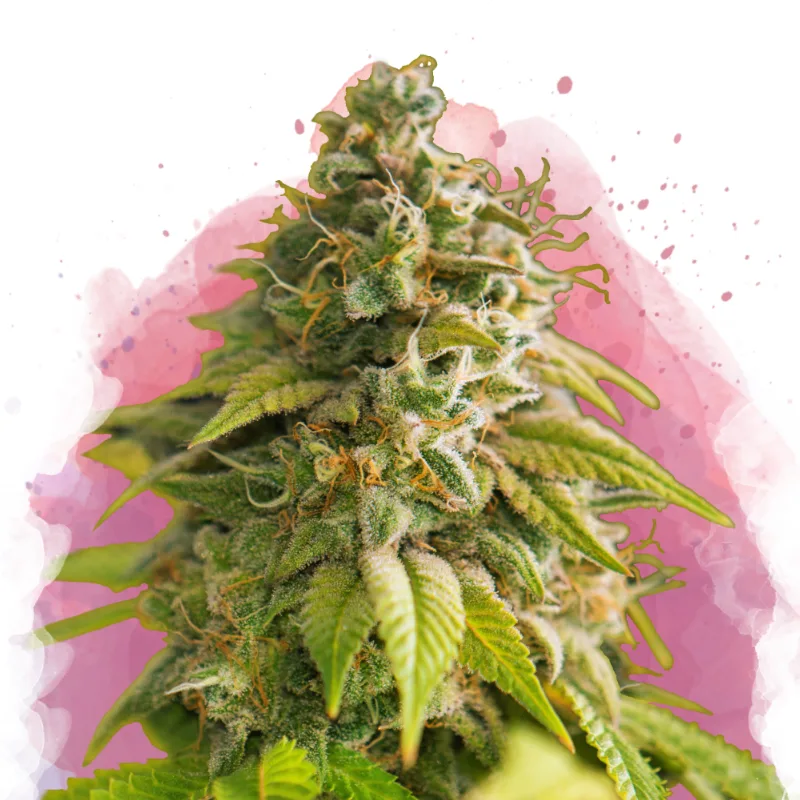Papaya – Nirvana Seeds – Feminizowane
