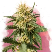 Pure Power Plant – Nirvana Seeds – Feminizowane
