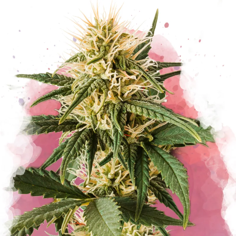 Pure Power Plant – Nirvana Seeds – Feminizowane