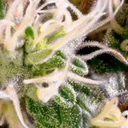 Acid – Paradise Seeds – Feminizowane