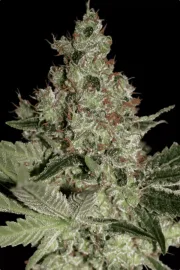 Acid – Paradise Seeds – Feminizowane