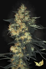 Acid – Paradise Seeds – Feminizowane