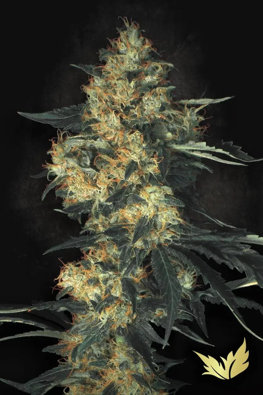 Acid – Paradise Seeds – Feminizowane