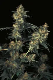 Acid – Paradise Seeds – Feminizowane