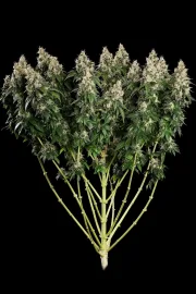 Allkush – Paradise Seeds – Feminizowane