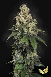 Allkush – Paradise Seeds – Feminizowane