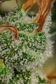 Allkush – Paradise Seeds – Feminizowane