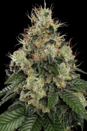 Allkush – Paradise Seeds – Feminizowane