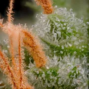 Atomical Haze – Paradise Seeds – Feminizowane