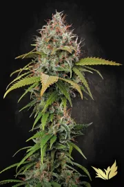 Atomical Haze – Paradise Seeds – Feminizowane