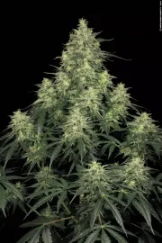 Atomical Haze – Paradise Seeds – Feminizowane