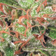 Auto Acid – Paradise Seeds – Autoflowering