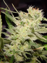 Auto Jack – Paradise Seeds – Autoflowering