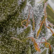 Auto Jack – Paradise Seeds – Autoflowering