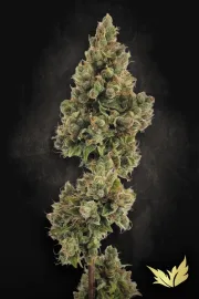 Auto Jack – Paradise Seeds – Autoflowering