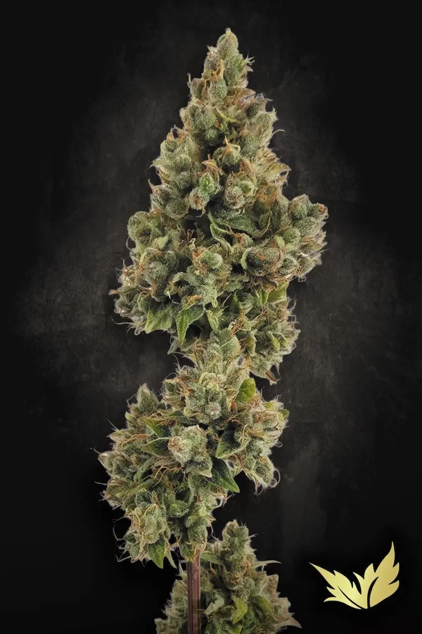 Auto Jack – Paradise Seeds – Autoflowering