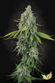 Opium – Paradise Seeds – Feminizowane