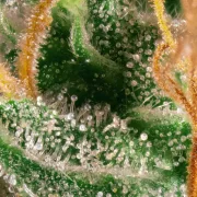 Opium – Paradise Seeds – Feminizowane