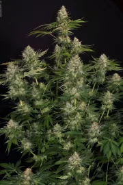 Opium – Paradise Seeds – Feminizowane