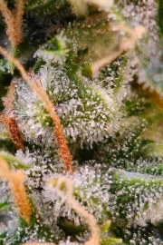 Pandora Auto – Paradise Seeds – Autoflowering
