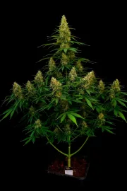 Pandora Auto – Paradise Seeds – Autoflowering