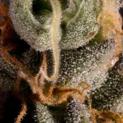 Vertigo Auto – Paradise Seeds – Autoflowering