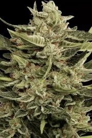 Vertigo Auto – Paradise Seeds – Autoflowering