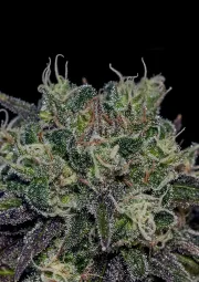Black Widow – Positronics – Feminizowane