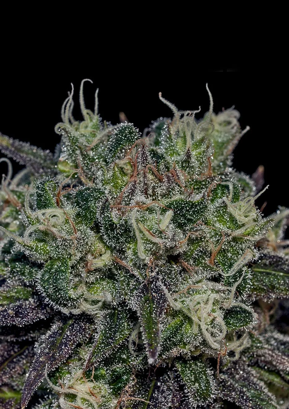 Black Widow – Positronics – Feminizowane