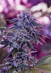 Blue Rhino – Positronics – Feminizowane