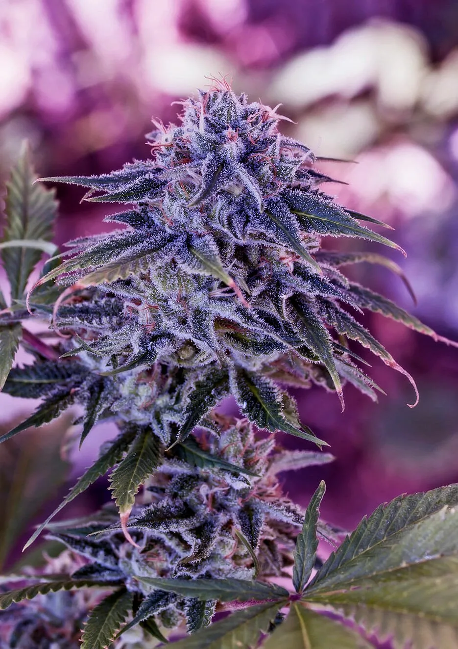 Blue Rhino – Positronics – Feminizowane