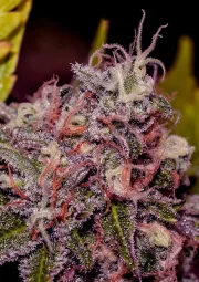 Caramel Ice – Positronics – Feminizowane