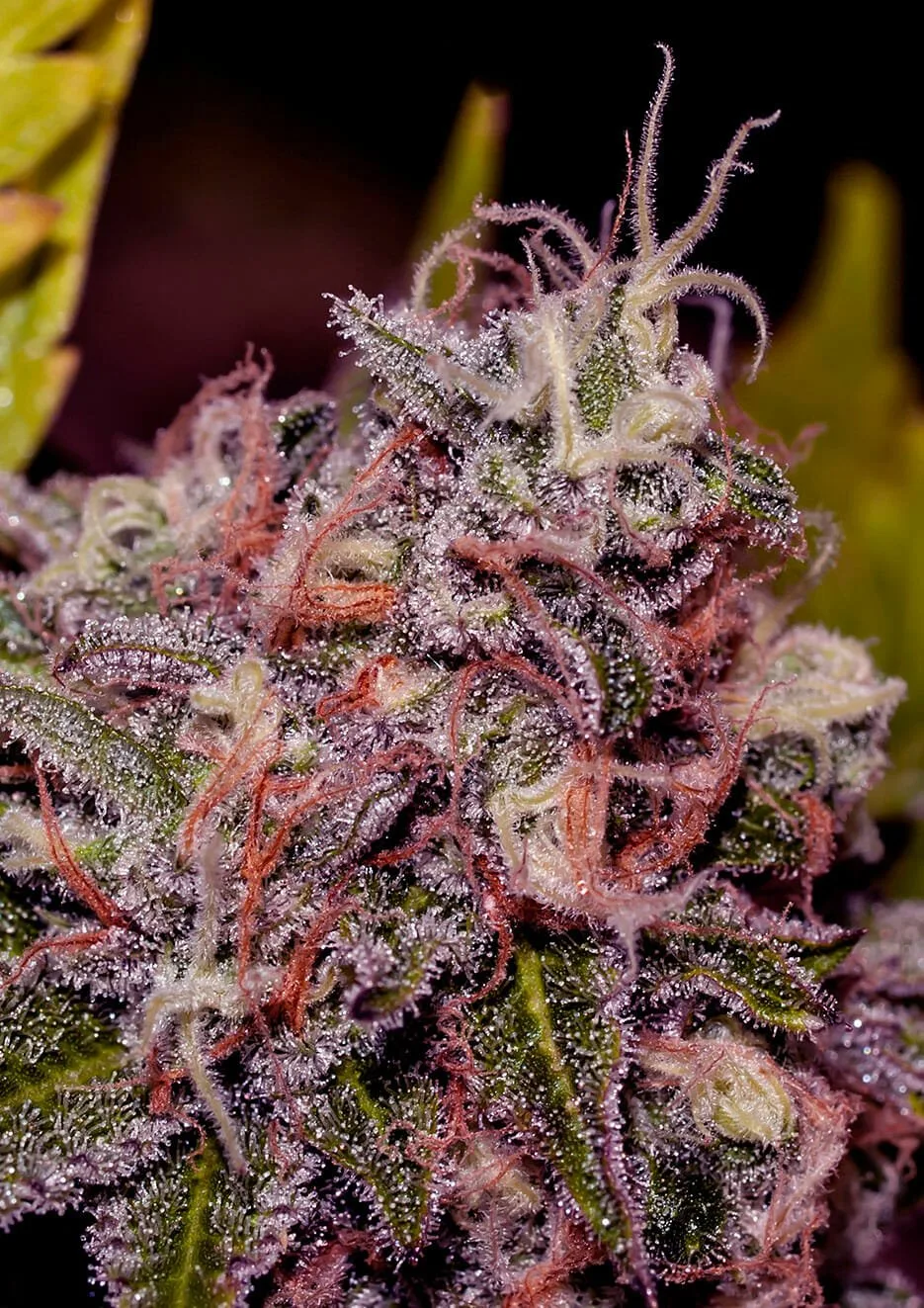 Caramel Ice – Positronics – Feminizowane