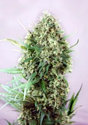 Jack Diesel – Positronics – Feminizowane