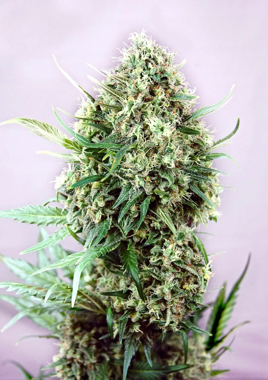 Jack Diesel – Positronics – Feminizowane