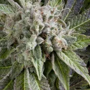 Auto Blue Pyramid – Pyramid Seeds – Autoflowering