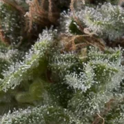 Auto Lennon – Pyramid Seeds – Autoflowering