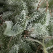 Auto Nefertiti – Pyramid Seeds – Autoflowering