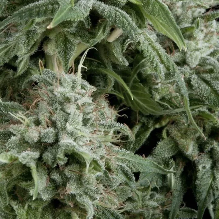 Auto Northern Lights – Pyramid Seeds – Autoflowering