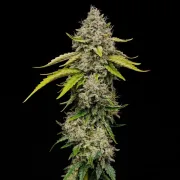 Amnesia Haze