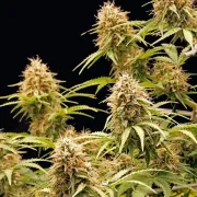 Amnesia Haze Automatic