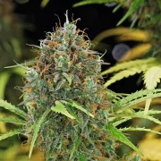 Amnesia Haze Automatic