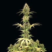 Amnesia Haze Automatic