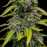 Blue Cheese