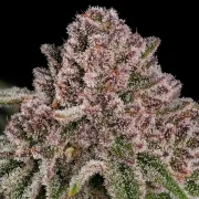 Blue Mystic