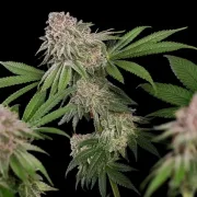 Blue Mystic
